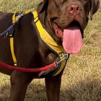 TIMBER - verspielt und neugierig, Hund zur Adoption
