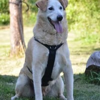 Szilaj, Hund zur Adoption