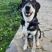 Uma aus 31137 Hildesheim!!!, Hündin zur Adoption