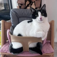 Lotta  hundeverträgliche Gute-Laune Katze, ca. 1 Jahr, Katze zur Adoption