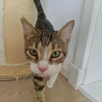 Hulk, menschenbezogener Schmusekater, ca. 1 Jahr, Kater zur Adoption