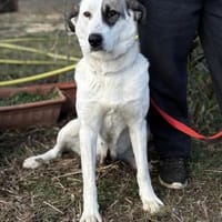 ZELA (KK)  liebevolle Hundedame, Hündin zur Adoption