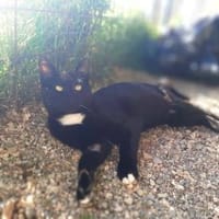Adonis, freundlicher Frackträger, ca. 8 Monate, Kater zur Adoption
