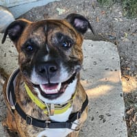 STORM, chien à adopter