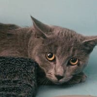 ANTONN, chat à adopter