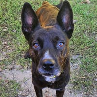 VOLTA, chienne à adopter