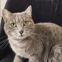 RIMA QCT, chatte à adopter