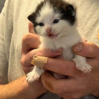 BAGGY, chat à adopter