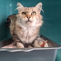 FINETTE, chatte à adopter