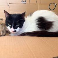 UTA, chatte à adopter