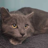 VIVALDI, chat à adopter
