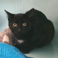 OPERA, chatte à adopter