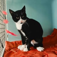 CLYDE, chat à adopter
