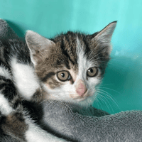 Novo, chat à adopter