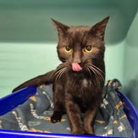 Bard, chat à adopter