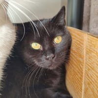 YONA QCT, chatte à adopter