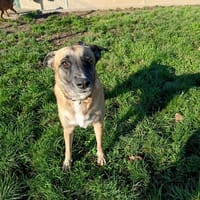 LEILIE QCN, chienne à adopter