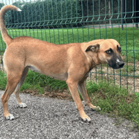 COLETTE, chienne à adopter