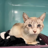 Malo, chat à adopter