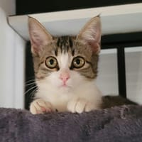 Syra, chatte à adopter