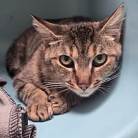 LILLY, chatte à adopter