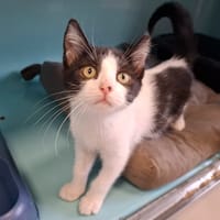 NANA, chatte à adopter