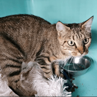 Bunny, chatte à adopter