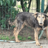 Neo, chien à adopter