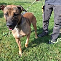 ZEPHYR, chien à adopter