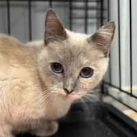 Blanche, chatte à adopter