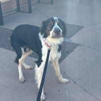 VOYOU PAA24447, chien à adopter