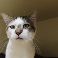 HILLEL PAB29171, chat à adopter