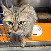 BELLA, chatte à adopter