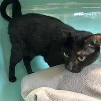 POMPON, chat à adopter