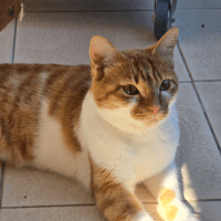 ARIANE, chatte à adopter