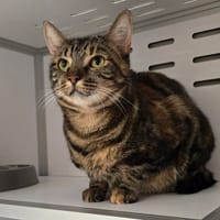 FRIPOUILLE, chatte à adopter