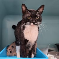 KONAN, chat à adopter