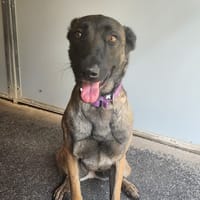Fidji, chienne à adopter