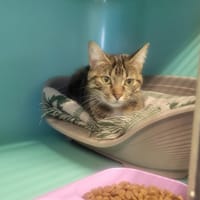 HULA, chatte à adopter