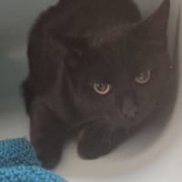 VERDI, chat à adopter