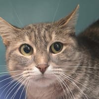LOUISE, chatte à adopter