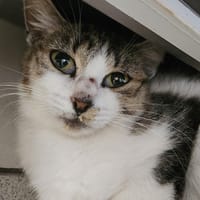 EWA QCT, chatte à adopter
