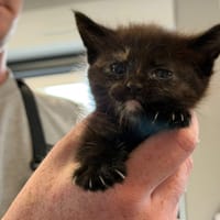 EASY, chatte à adopter