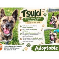 TSUKI, chienne à adopter