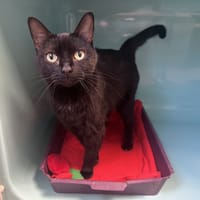 BABETH, chatte à adopter
