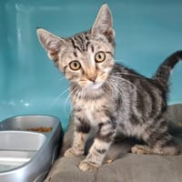 FIFI (FIV+), chatte à adopter