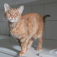 MARLA, chatte à adopter