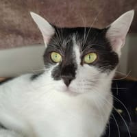 FREEWAY QCT, chat à adopter
