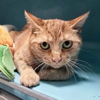 GINNIE, chatte à adopter