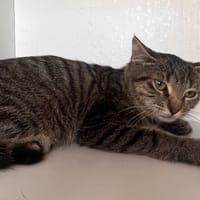 nelson, chat à adopter